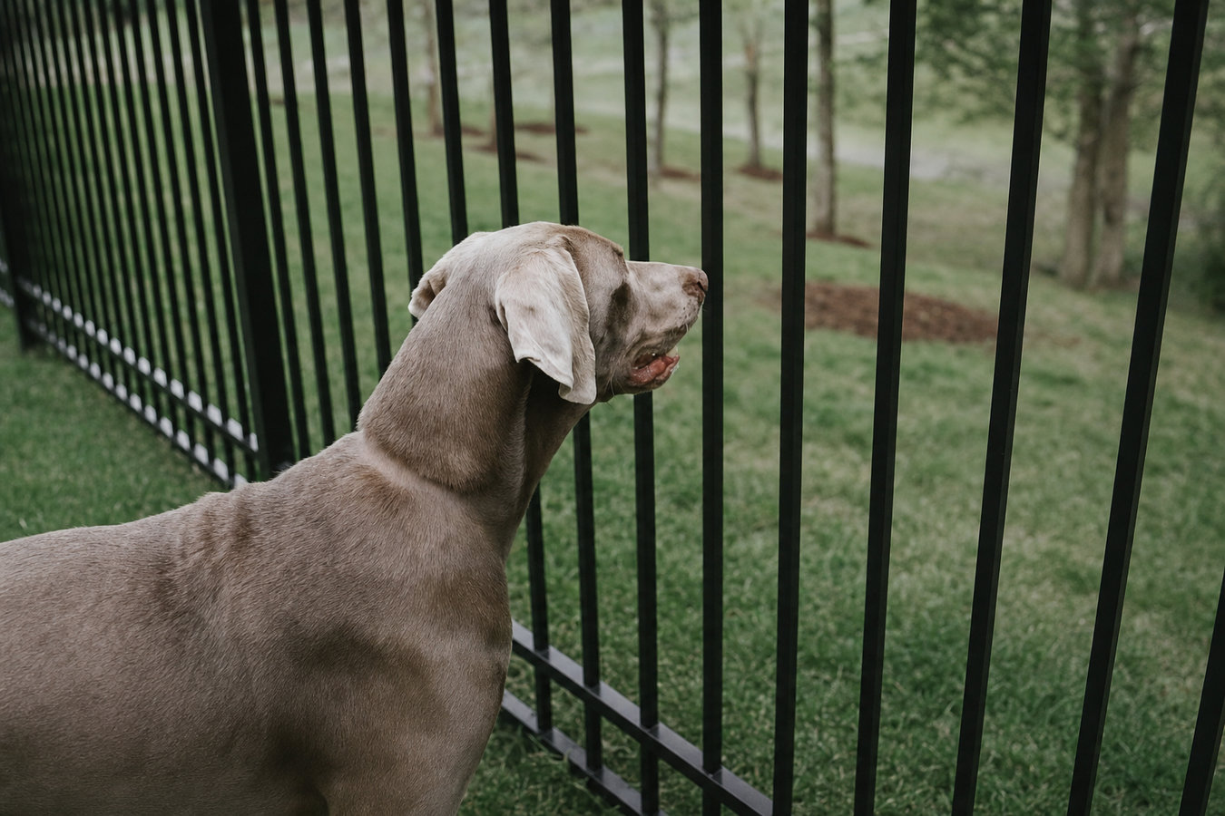Pet and dog fencing